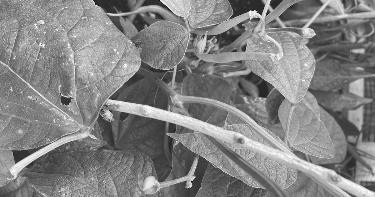 A bumper harvest GoGetter Coaching